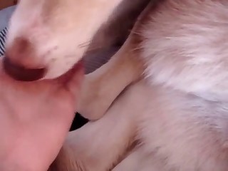 The asshole of this puppy is absolutely amazing (Gallery URL already exists in DB)