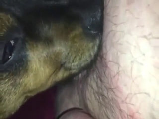 Zoo sex with a dog that licks his crotch up close