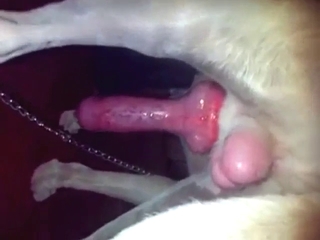 Impressive blowjob scene with a horny dude