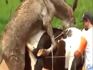 Horse and donkey fuck scene with hot banging