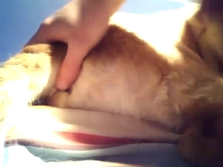 Rimjob for a labrador in a porn vid with licking