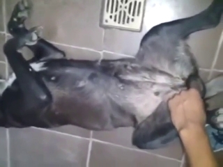 Bitch-ass animal exposed and ready for fingering