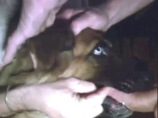 Dog gives a nice blowjob by with some assistance