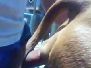 Amazing bitch-ass fuck with a dog that takes it