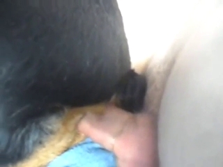 Rotty with a tight hole gets rammed from behind