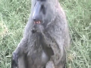 Monkey jerking off and cumming all over the place