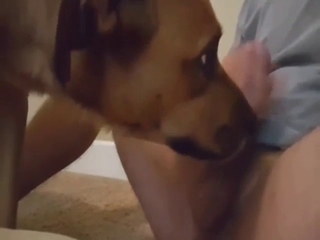 Brown animal is happy to lick that huge dong too