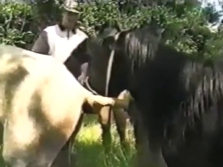 Mare takes a horse cock all the way inside too