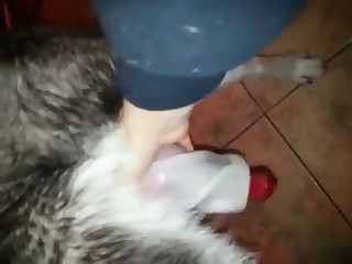 Dog cock getting pleasured up close