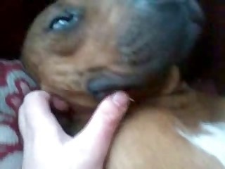 Cute dog gets his cock jerked off