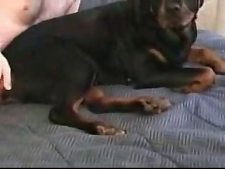 Close-up demonstartion of dog pussy