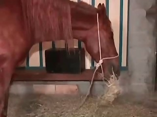 Smooth pussy slut masturbates with a horse