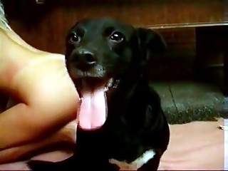 Cute little dog decides to participate in an orgy