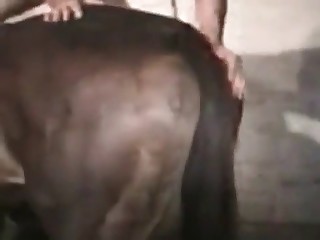 Goatee dude licking horse pussy