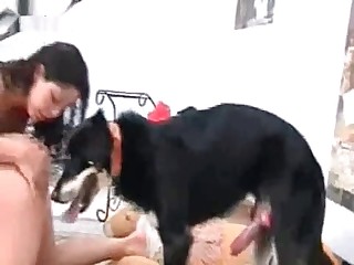Dog fucks a brunette on all fours