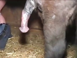 Horse fucks a leather-clad slut
